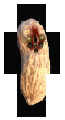 ABSOLUTE PEANUT