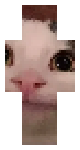 Beluga cat