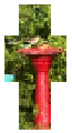 Bird bath bird