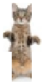 CATlulz