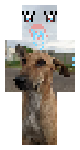 Diva dogesh