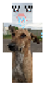 Diva dogesh