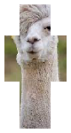 Emo llama