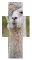 Emo llama