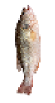 Fishy