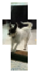 Jack the dog