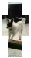 Jack the dog