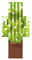 mr.cactus