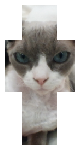 My cat v1