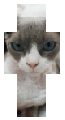 My cat v1