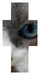 My cat v3