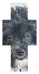 My dog