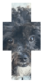 My dog