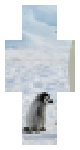 penguin001