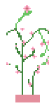 Pink flower plant 🌸 ピンクの花 🌸