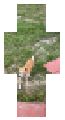 Rico ran