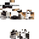 Wut Da Dog Doin?? skin