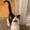 Catgpt3841
