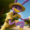 FinchX2